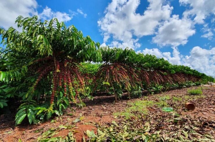 Vì sao Brazil đang dần chuyển hướng sang cà phê Robusta?