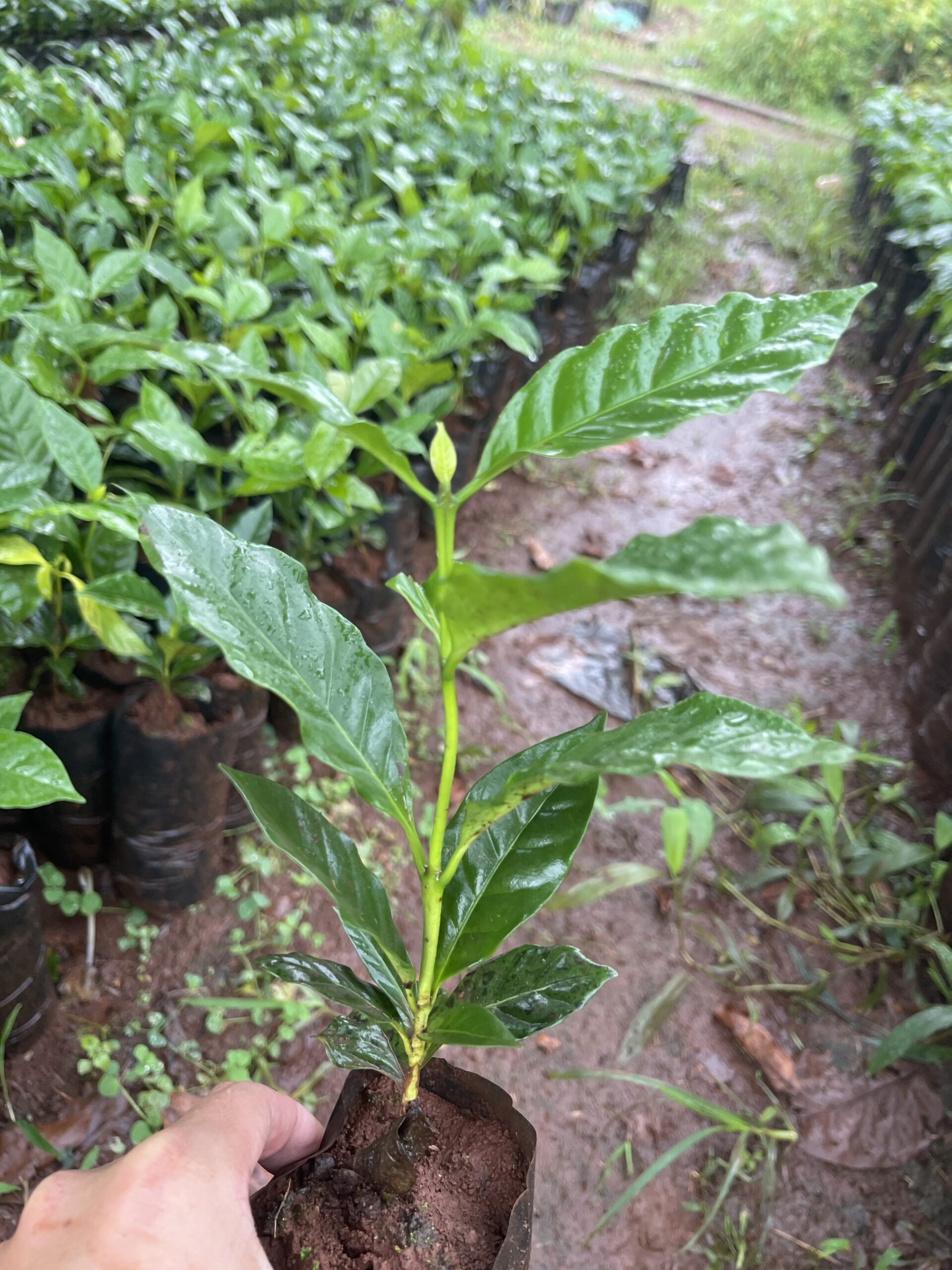 Cây Cà Phê Xanh Lùn Ghép & Thực Sinh TS5 - Ảnh 2