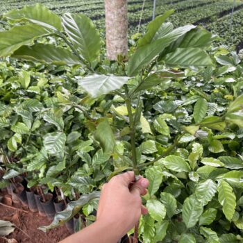 Cây Cà Phê Xanh Lùn Ghép & Thực Sinh TS5