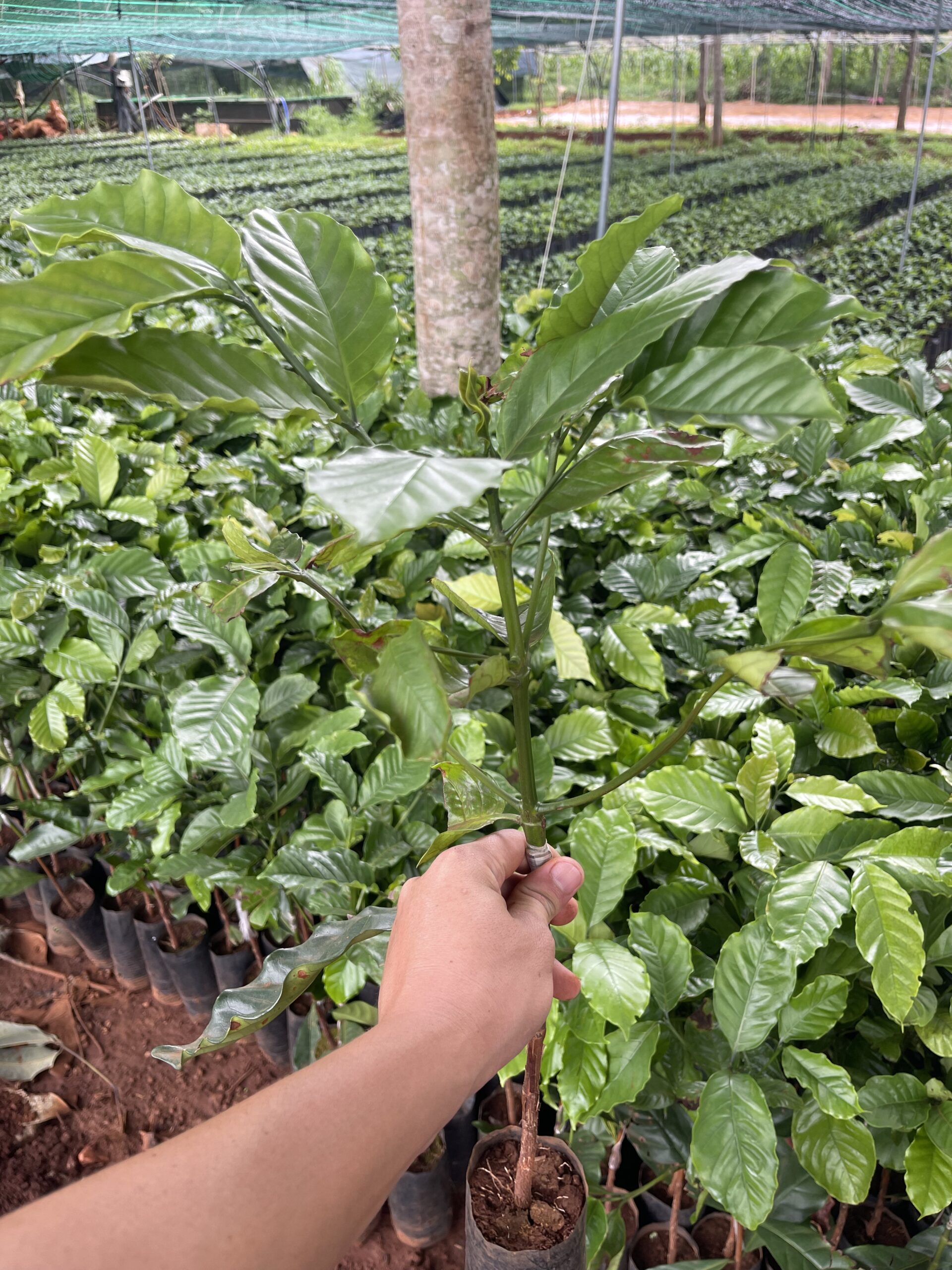 Cây Cà Phê Xanh Lùn Ghép & Thực Sinh TS5