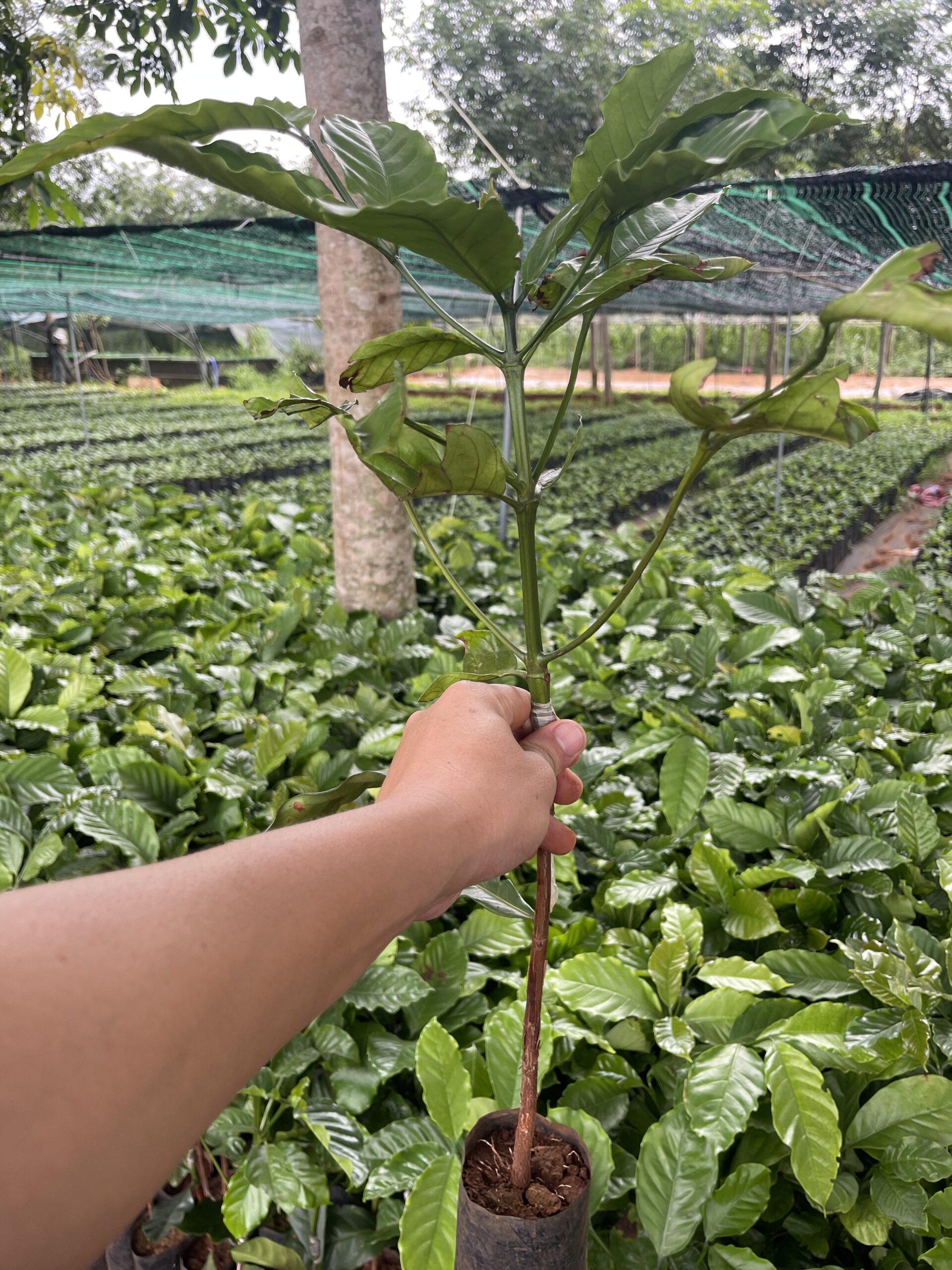 Cây Cà Phê Xanh Lùn Ghép & Thực Sinh TS5 - Ảnh 4