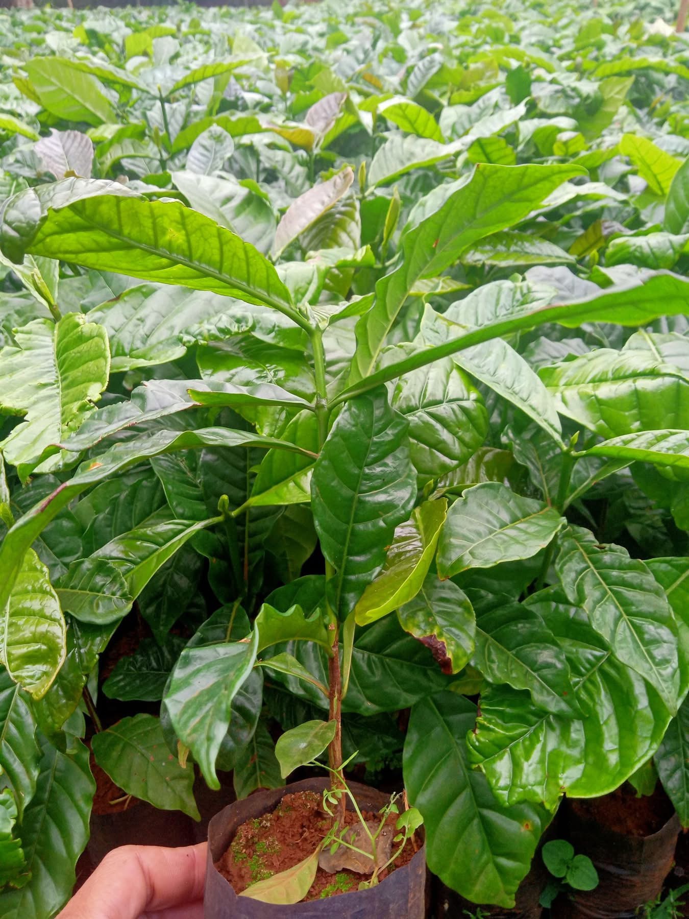 Cây Cà Phê Xanh Lùn Ghép & Thực Sinh TS5 - Ảnh 5