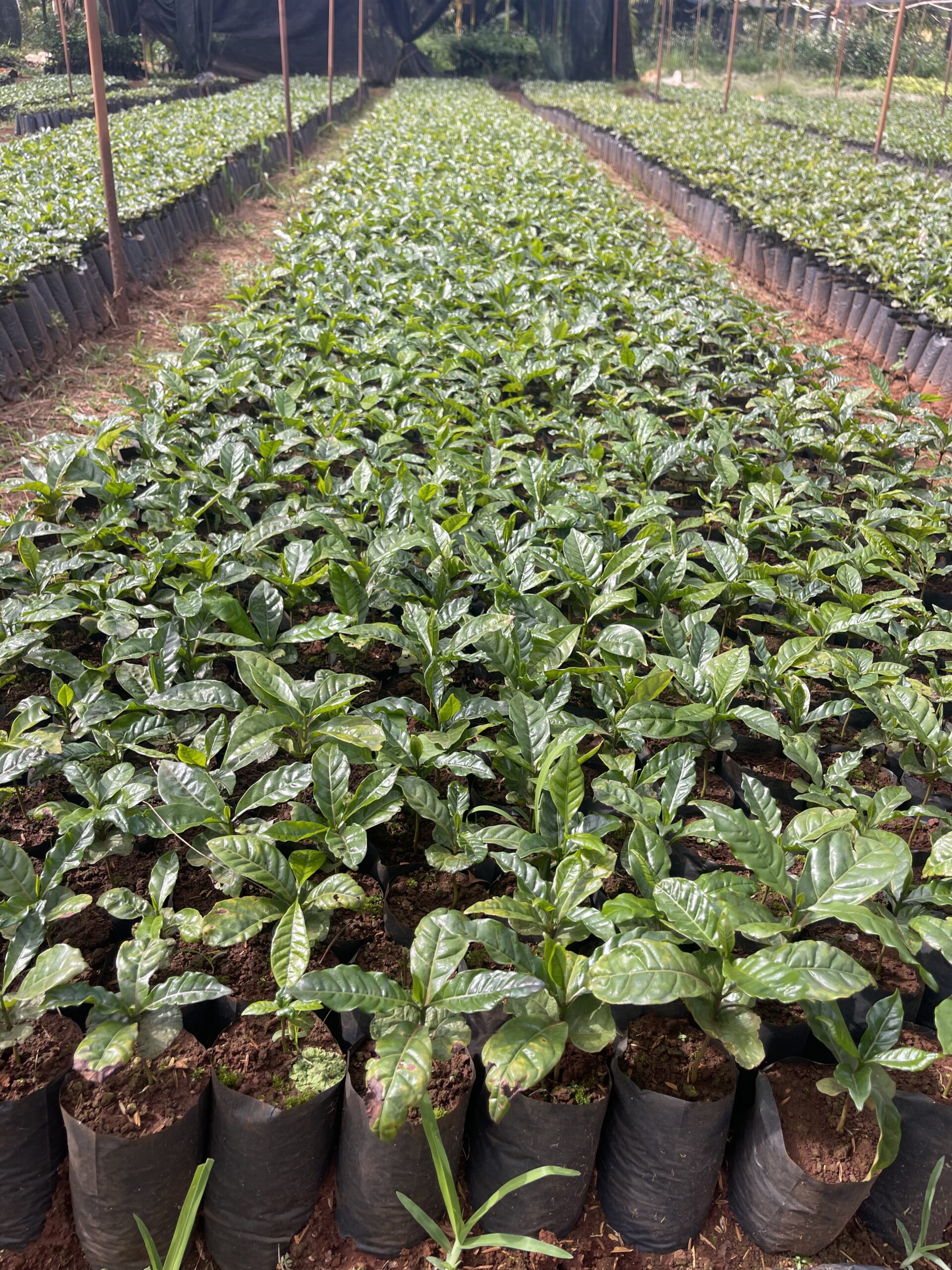 Cây Cà Phê Xanh Lùn Ghép & Thực Sinh TS5 - Ảnh 6