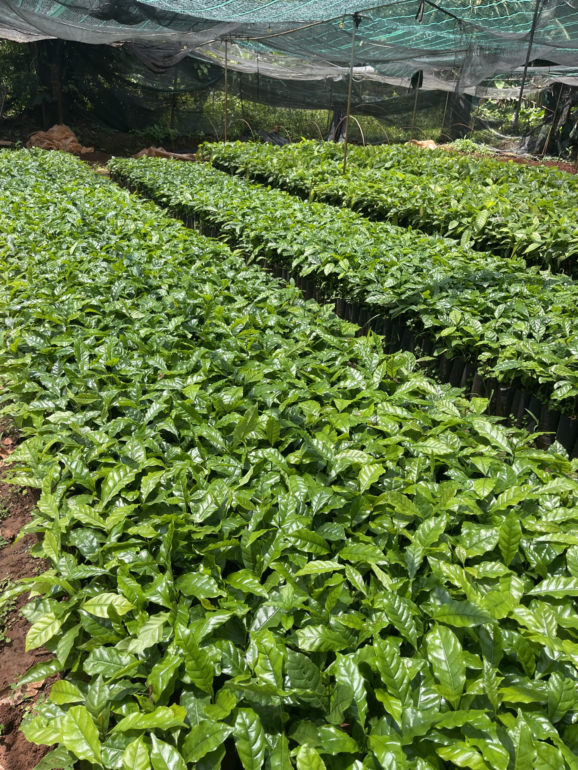 Cây Cà Phê Xanh Lùn Ghép & Thực Sinh TS5 - Ảnh 7