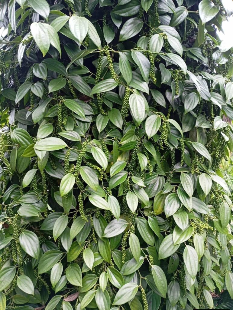 trụ tiêu vĩnh linh