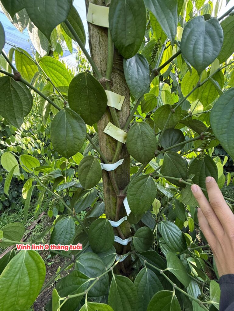 giống tiêu vĩnh linh ác