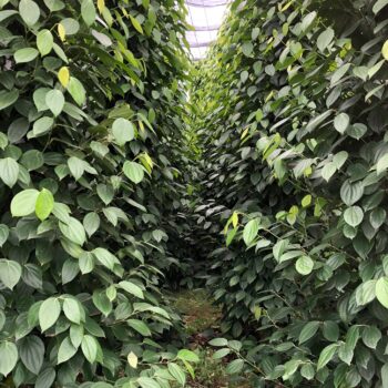 giong tieu vinh linh