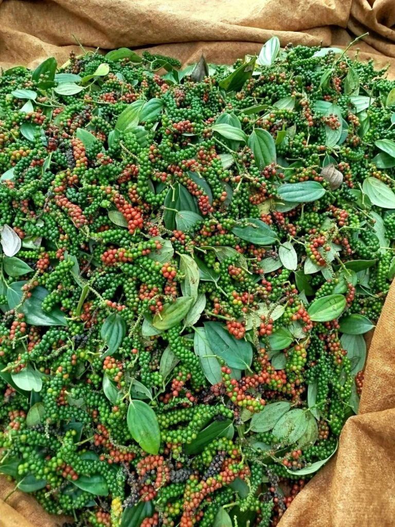 thu hoạch cây tiêu