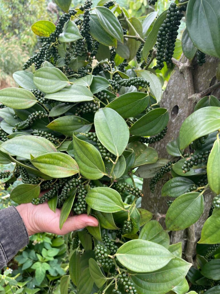 bán giống tiêu vĩnh linh