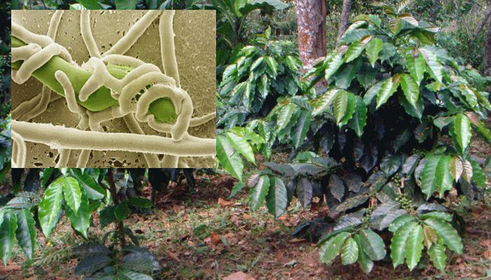 🌱 GIẢI PHÁP PHÒNG TRỊ BỆNH VÀNG LÁ THỐI RỄ TRÊN CÀ PHÊ HIỆU QUẢ, PHỤC HỒI BỘ RỄ NHANH CHÓNG