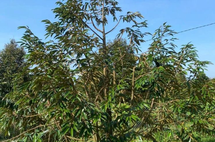 Thuốc trị nấm hồng sầu riêng – Đừng đợi đến khi cành khô mới xử lý