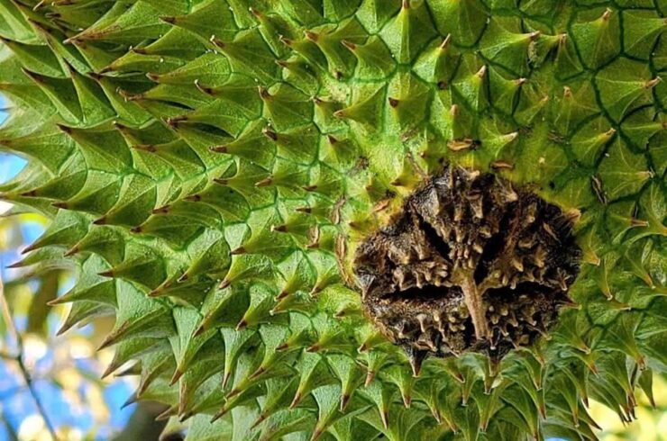 Thuốc trị thối trái sầu riêng hiệu quả