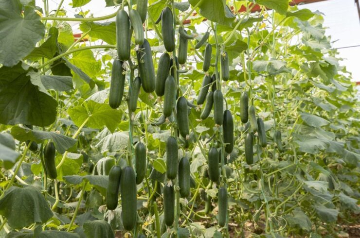 Phân bón giúp trái dưa leo dài đẹp – Cách chăm để trái thẳng, xanh và đều