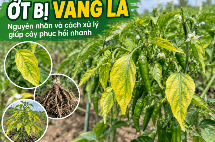 🌶️ Ớt bị vàng lá: Nguyên nhân, cách xử lý và phục hồi cây nhanh