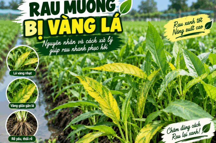 Rau Muống Bị Vàng Lá: Nguyên Nhân Và Cách Xử Lý Nhanh Phục Hồi