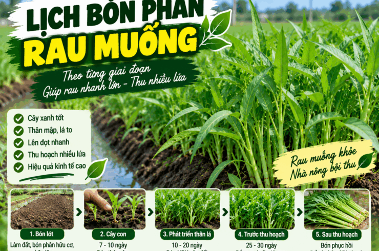 Lịch Bón Phân Rau Muống Theo Từng Giai Đoạn