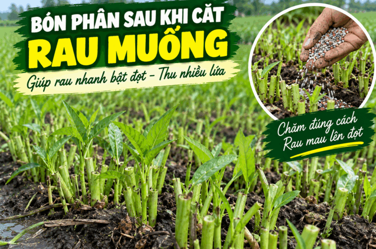 Bón phân sau khi cắt rau muống: Cách bón để rau nhanh bật đọt