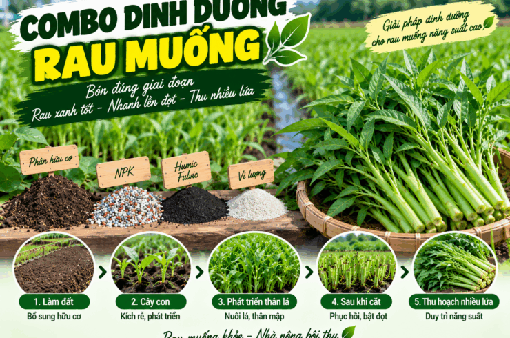Combo dinh dưỡng rau muống: Bón theo từng giai đoạn để rau xanh tốt, nhanh lên đọt