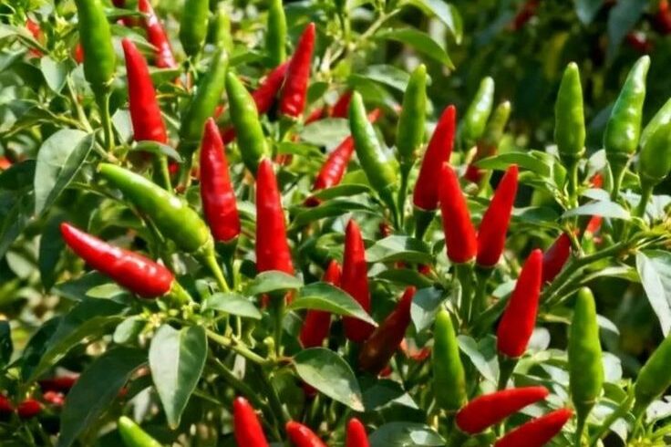Cách trồng ớt đạt năng suất cao – Kỹ thuật từ lúc xuống giống đến thu hoạch 🌶️