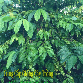 bán giống cà phê thiện trường